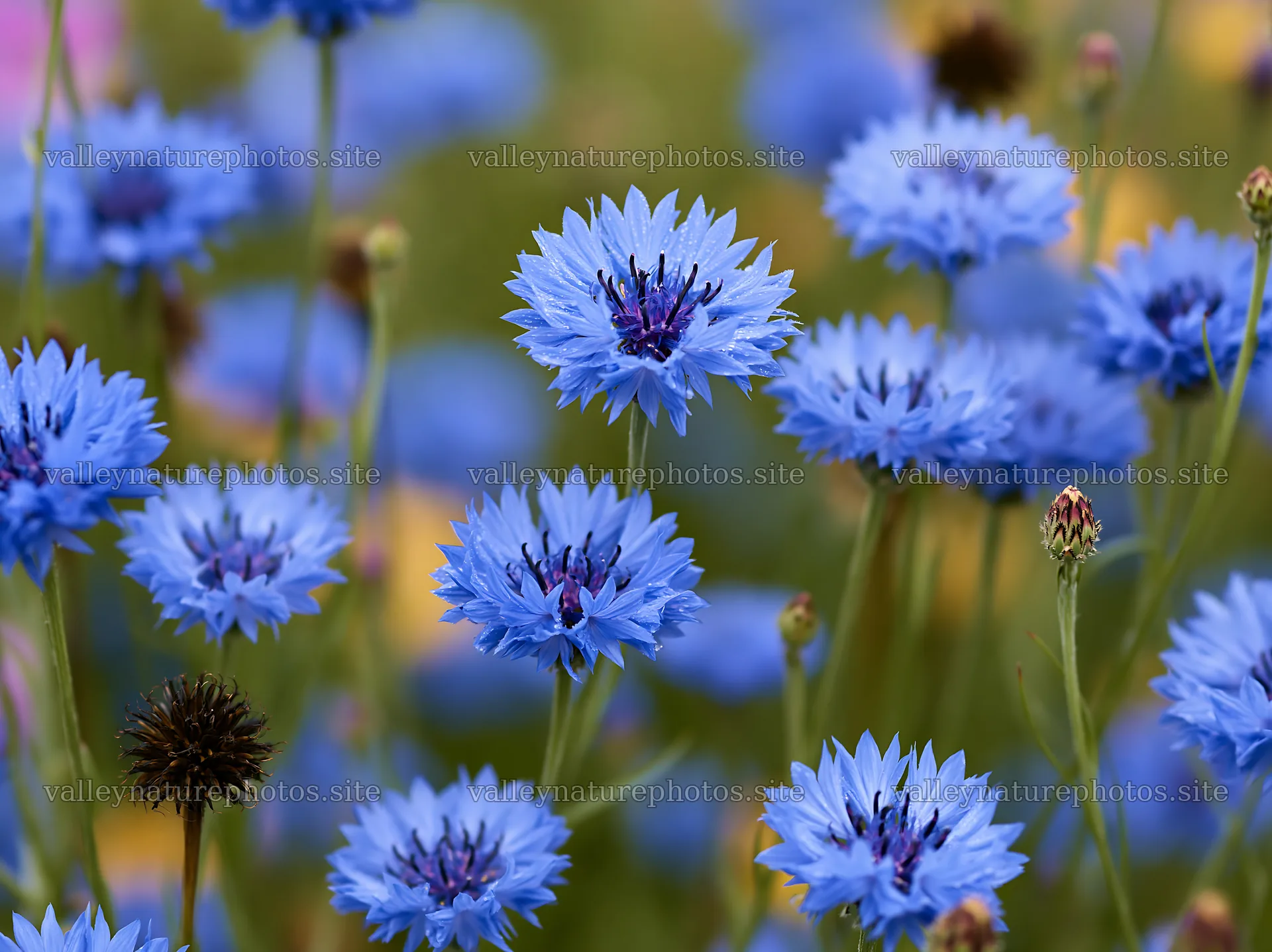 Rainy valley meadow with blooming blue flowers – nature photography 9174x6866