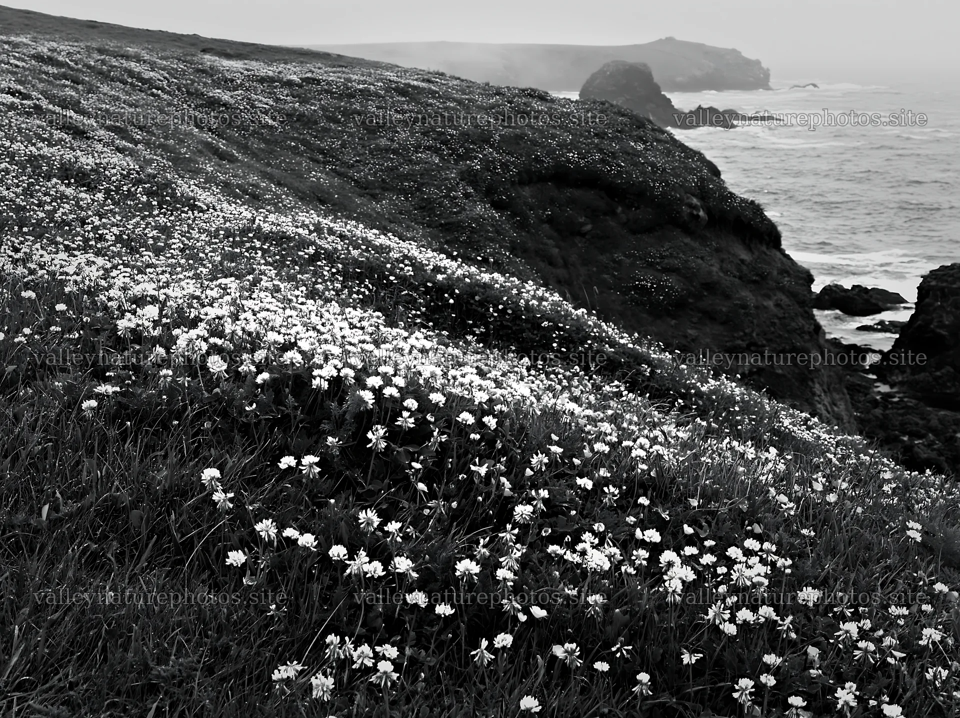 Coastal cliff meadow with flowers and ocean waves – nature photography 9174x6866