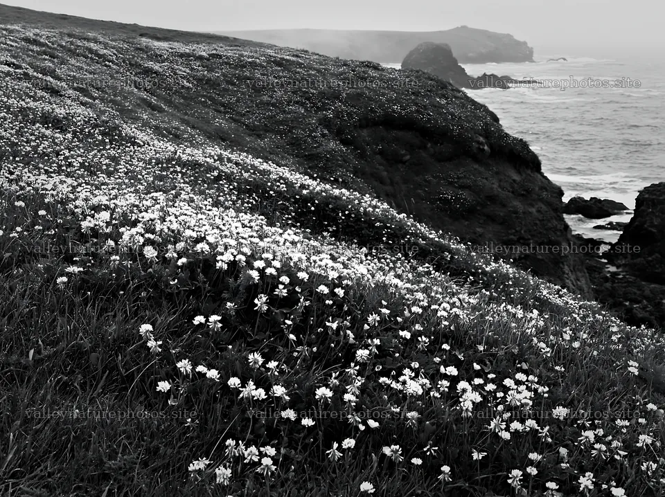 Coastal cliff meadow with flowers and ocean waves – nature photography 9174x6866