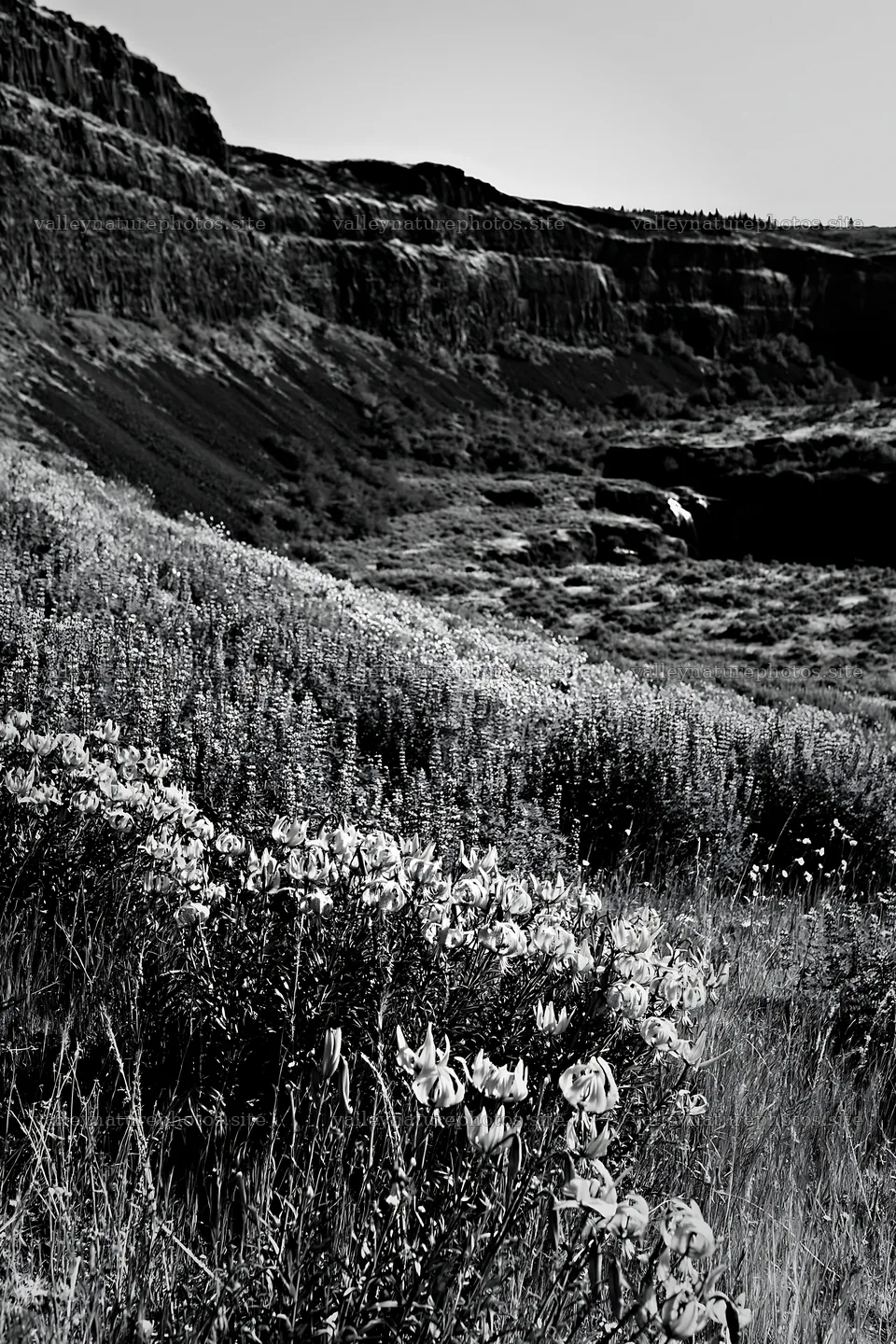 Flower meadow with distant cascade in black and white – nature photography 6480x9722