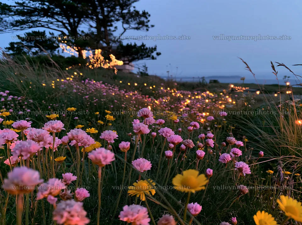 Vibrant meadow with Christmas lights at dusk – nature photography 9174x6866