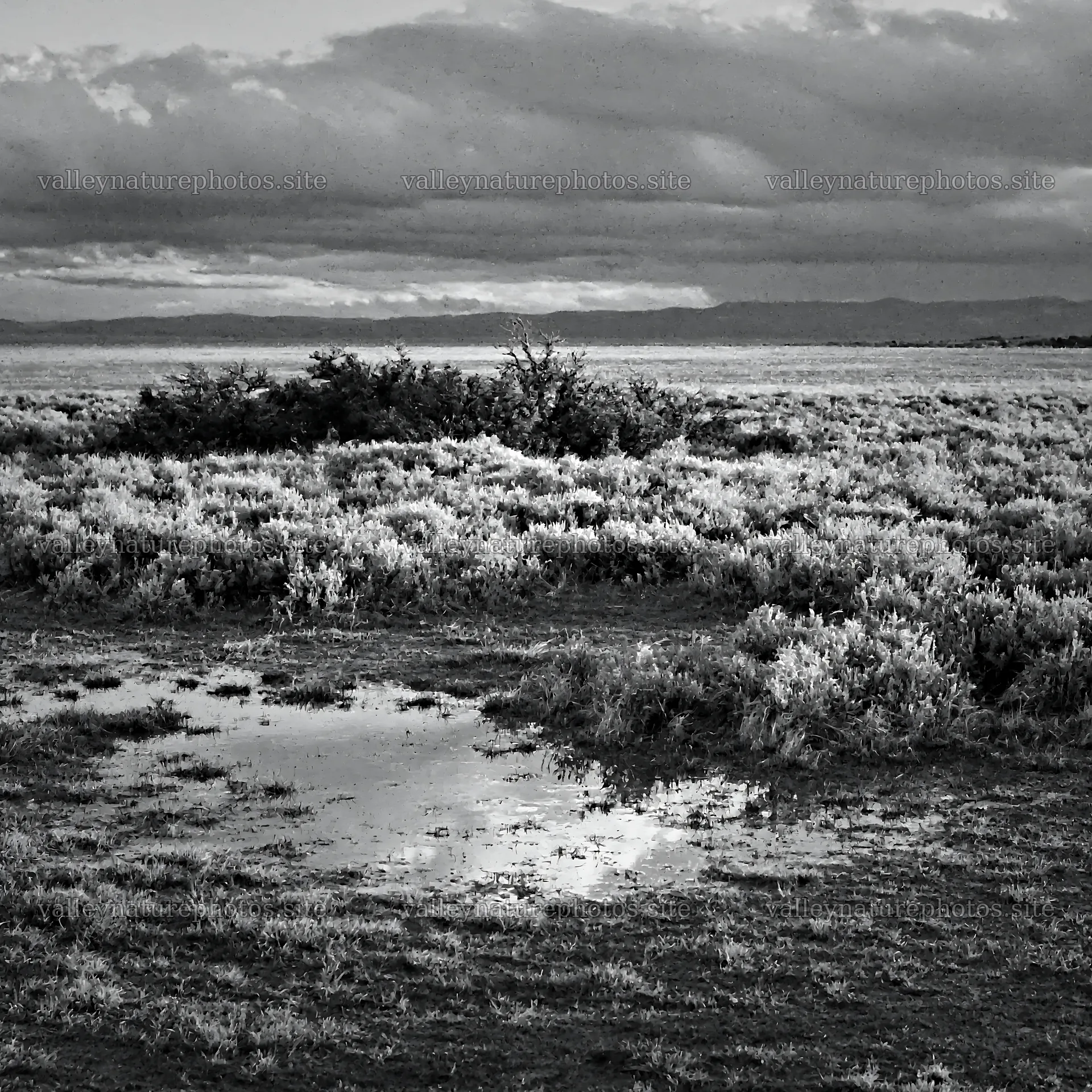 Sagebrush meadow light reflects in puddles on the ground – nature photography 7938x7938