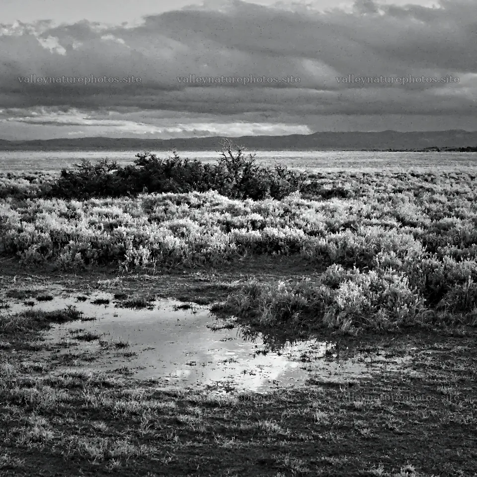 Sagebrush meadow light reflects in puddles on the ground – nature photography 7938x7938