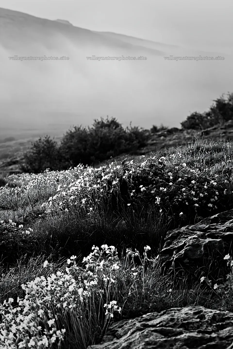 Meadow with campion and fog in the distance – nature photography 6480x9722