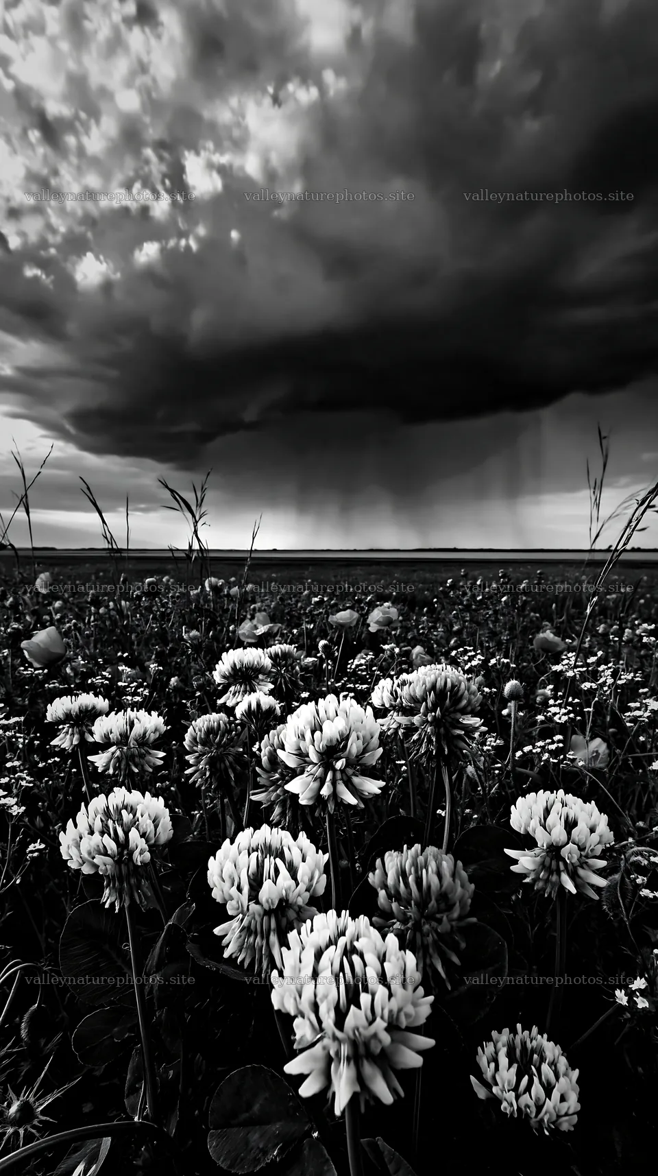 Colorful clover meadow under a cloudy sky with rain – nature photography 5938x10608