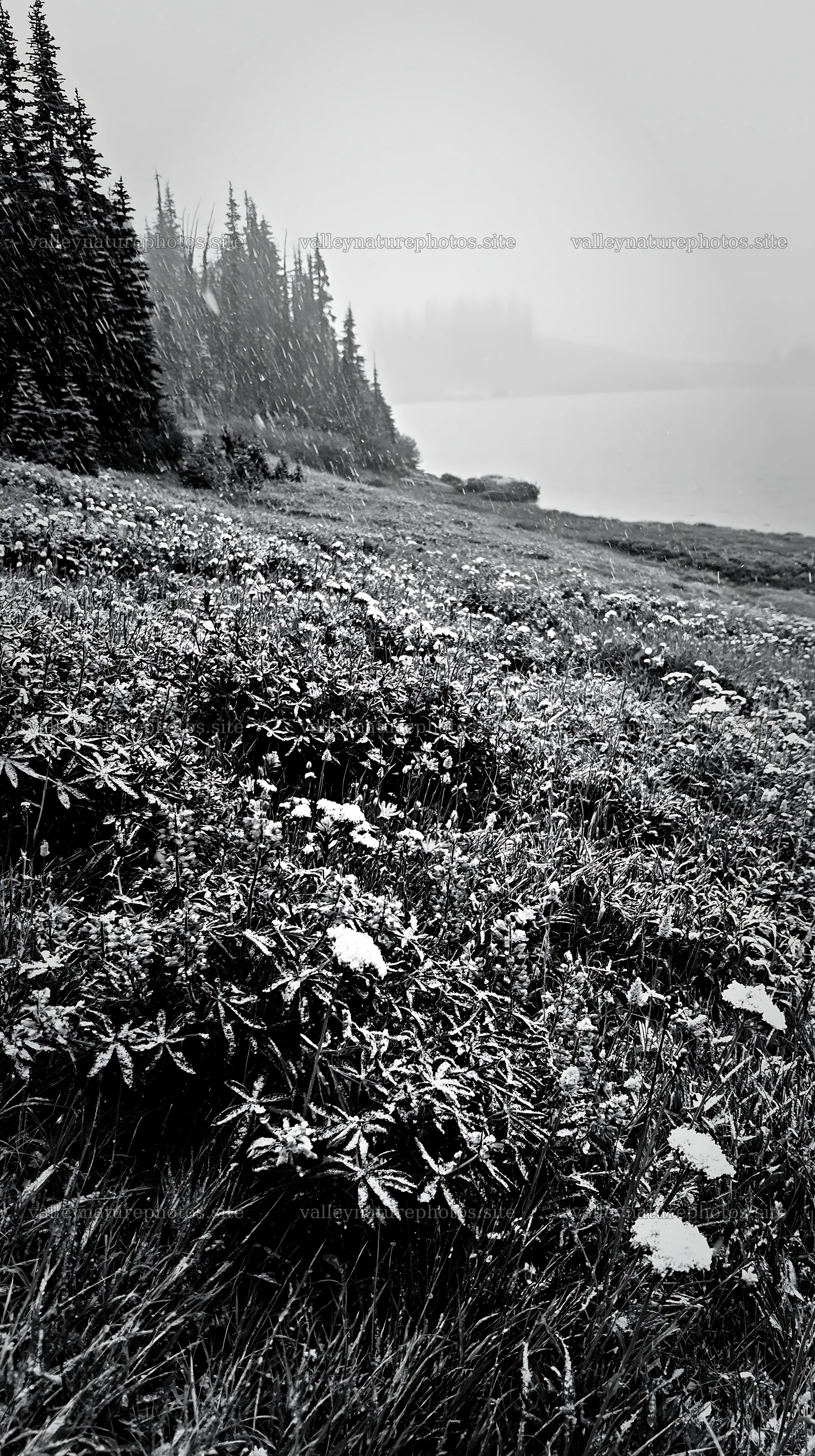Snowy lakeside meadow with flowers and trees in winter scene – nature photography 5938x10608