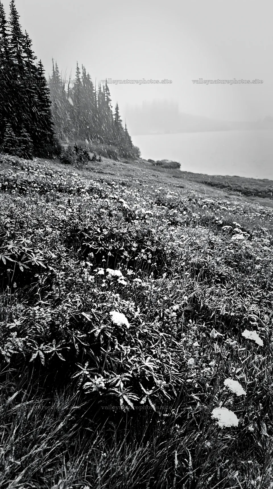 Snowy lakeside meadow with flowers and trees in winter scene – nature photography 5938x10608