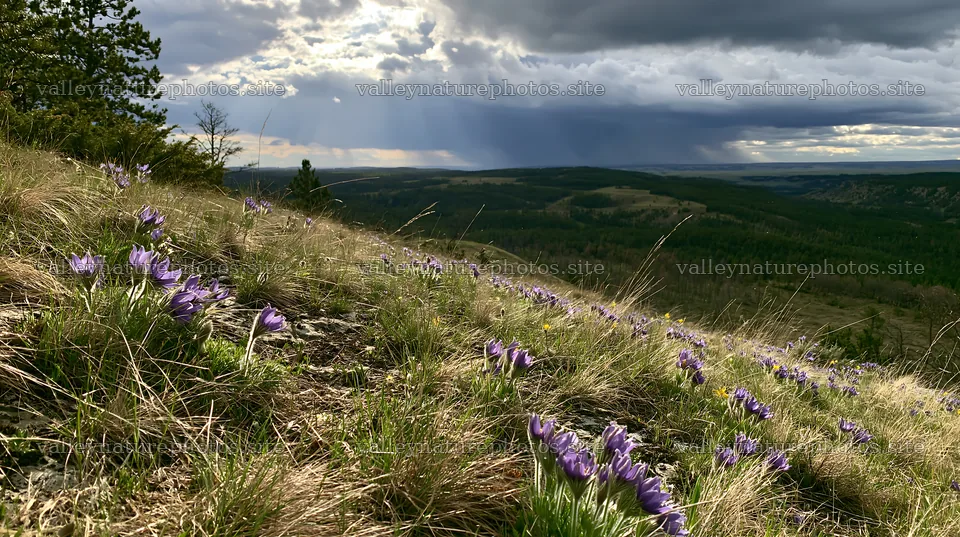 Cloudy pasque flower meadow on a limestone slope – nature photography 10608x5938
