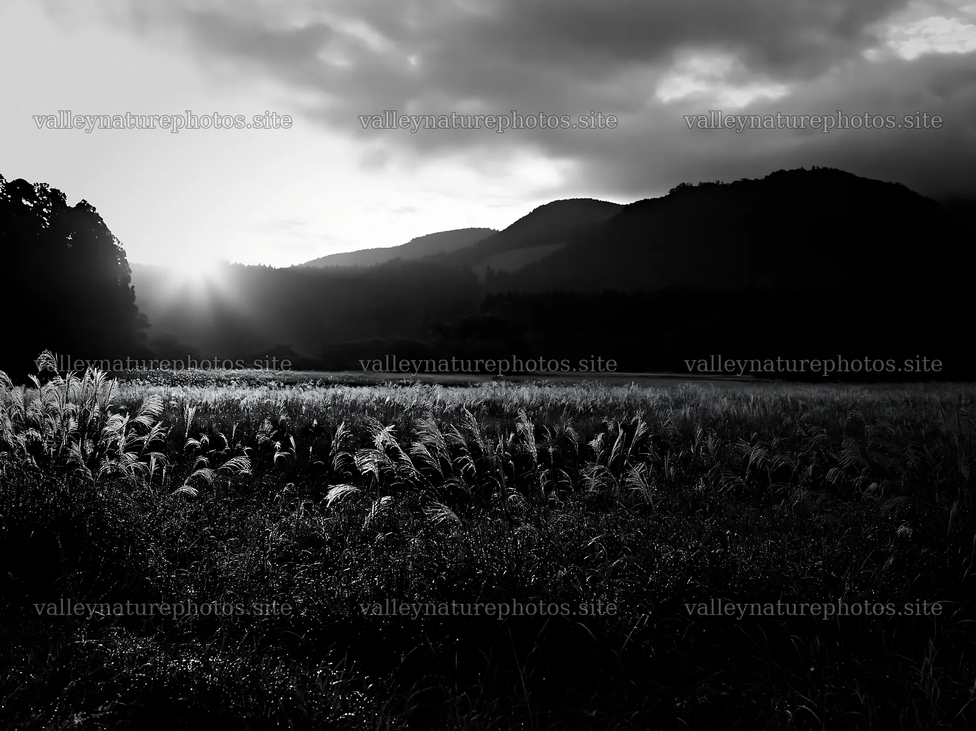 Miyazaki sunrise meadow dew covered sedges create a morning scene – nature photography 9174x6866