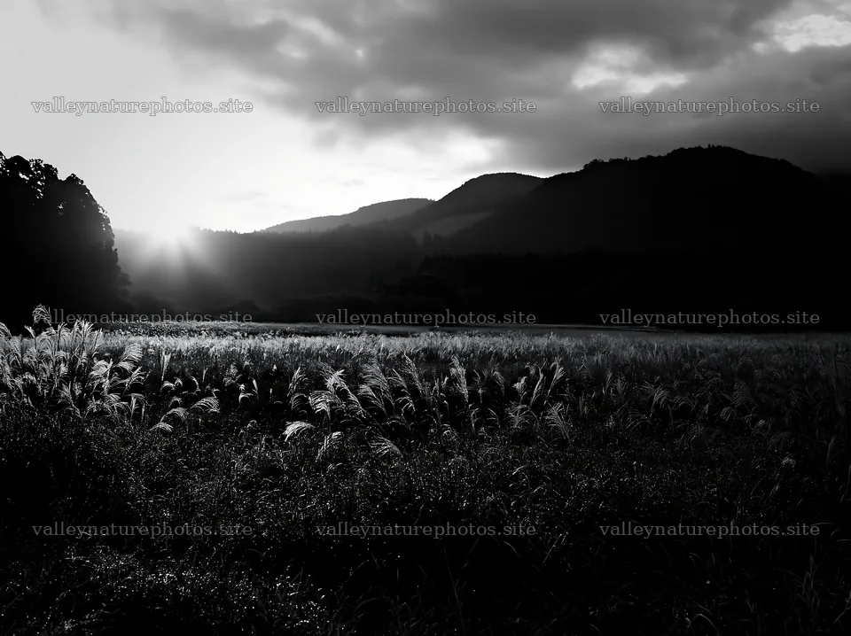 Miyazaki sunrise meadow dew covered sedges create a morning scene – nature photography 9174x6866