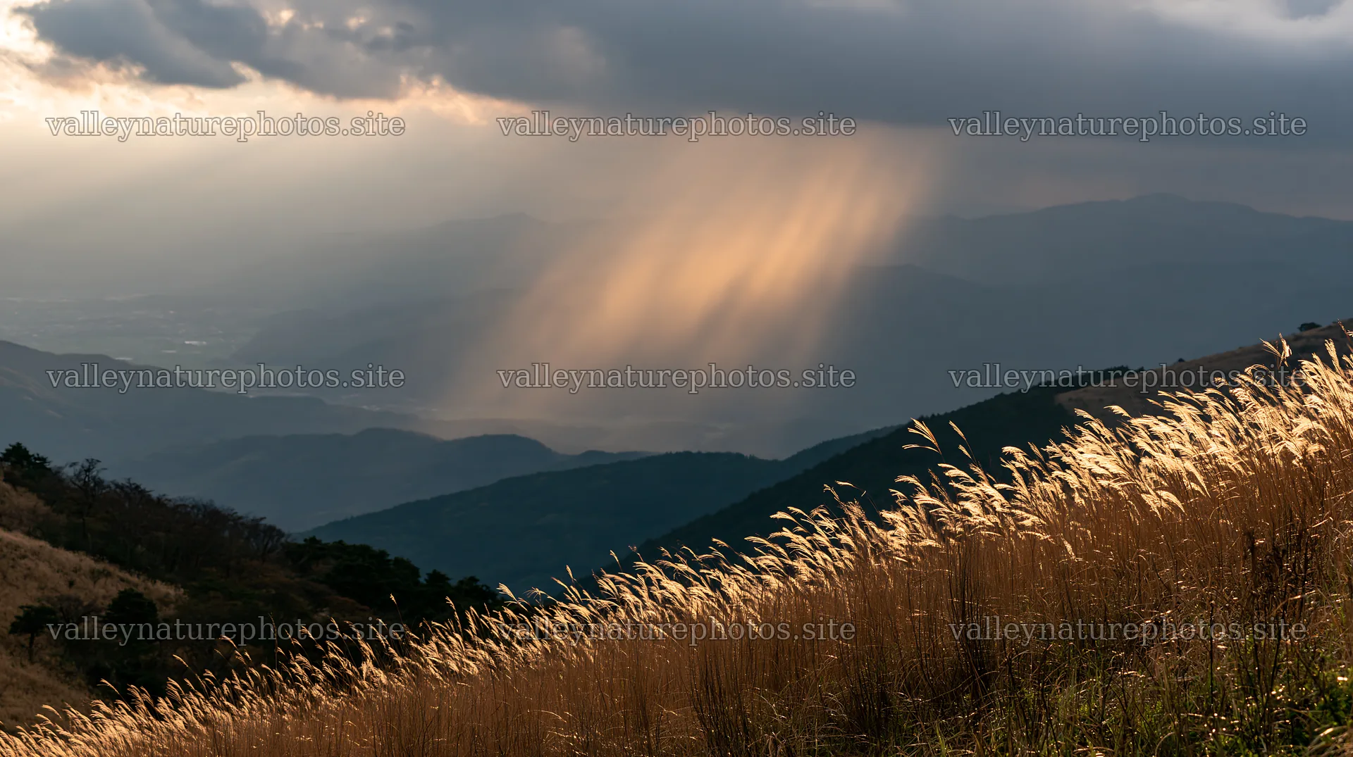 Ehime twilight meadow with dry seedheads at dusk – nature photography 10608x5938