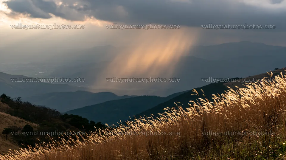 Ehime twilight meadow with dry seedheads at dusk – nature photography 10608x5938