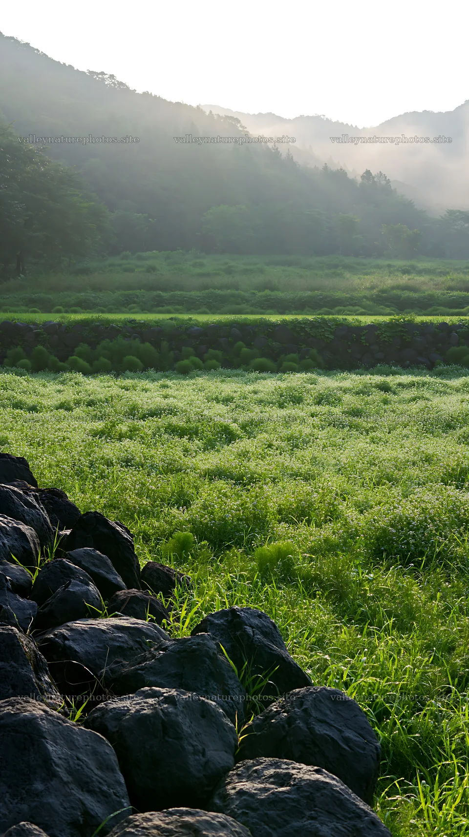 Kanagawa heat resilient meadow volcanic stones in a grassy field – nature photography 5938x10608