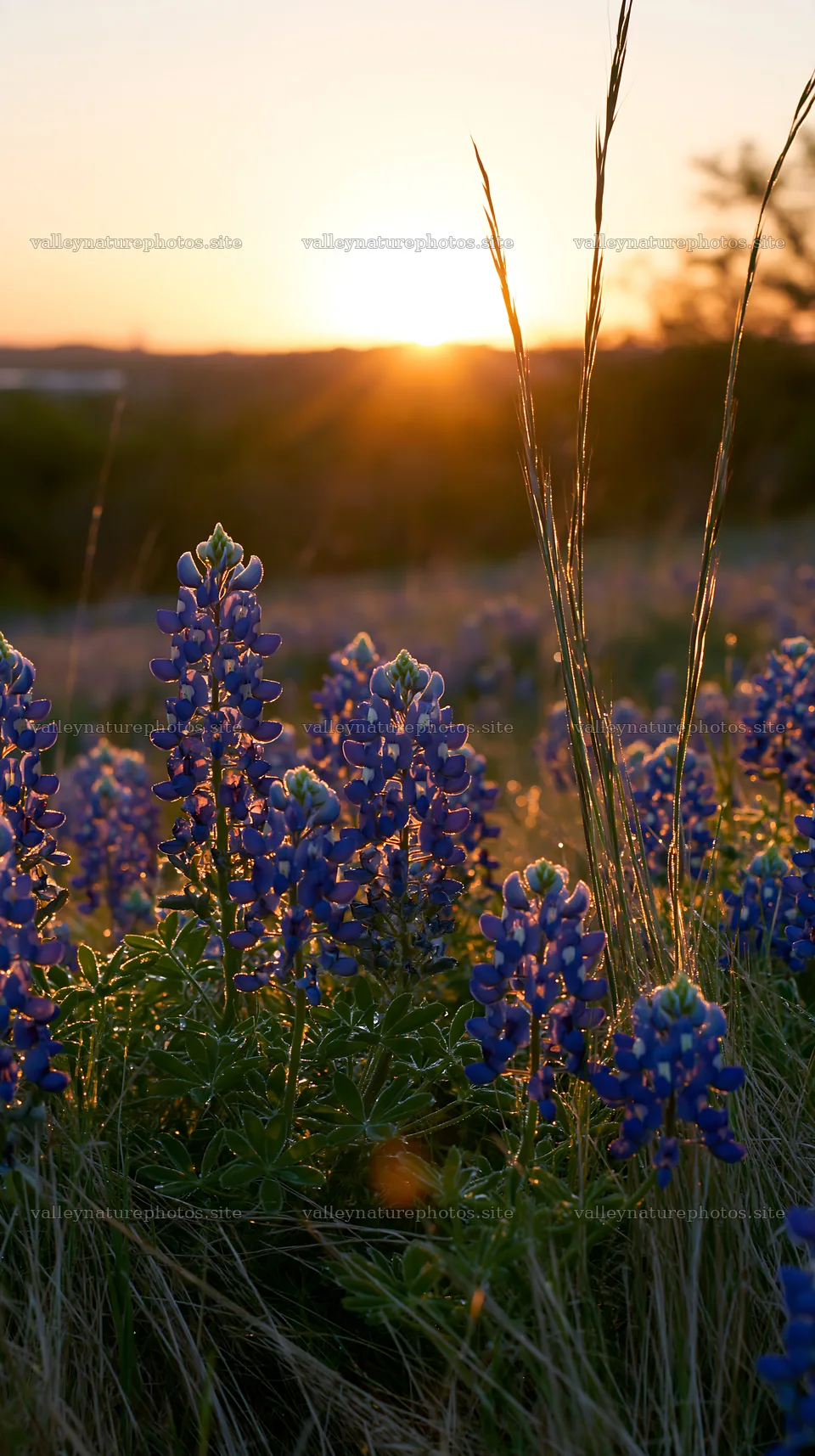 Bluebonnet meadow at sunrise in Texas – nature photography 5938x10608
