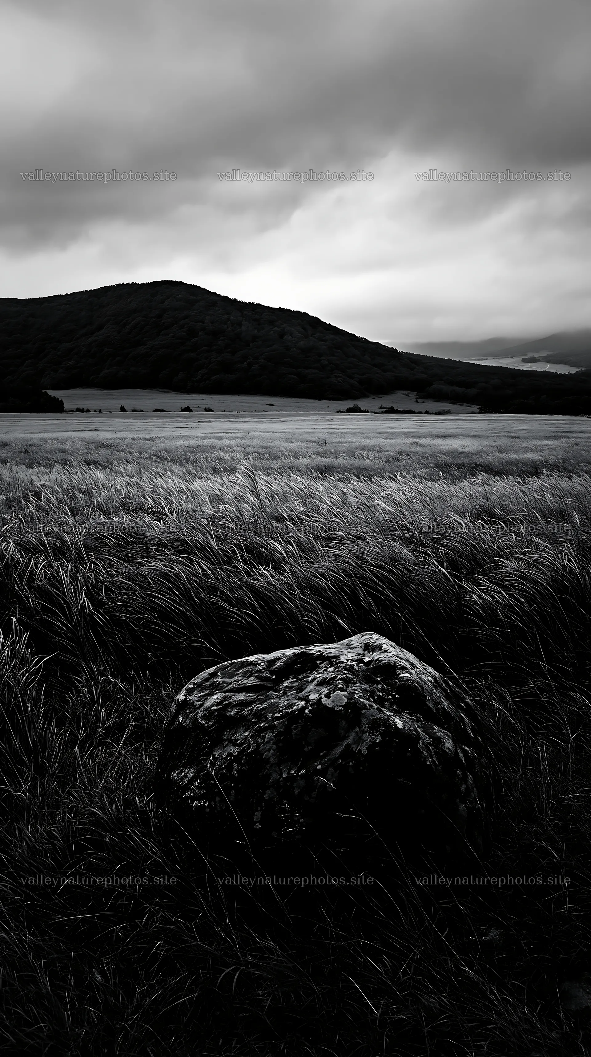 Aomori climate resilient meadow with boulder – nature photography 5938x10608