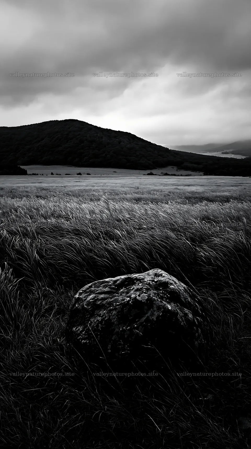 Aomori climate resilient meadow with boulder – nature photography 5938x10608