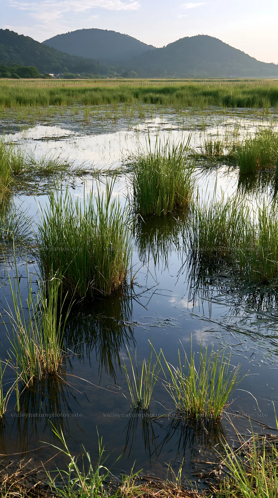Shiga wetland meadow climate adaptation reeds grow in water – nature photography 5938x10608