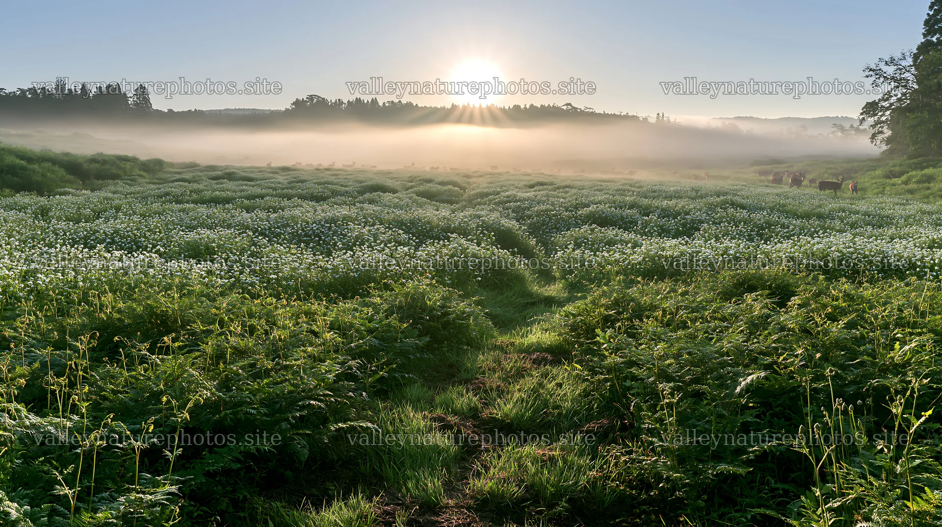 Summer meadow in Nara with ferns at sunrise – nature photography 10608x5938