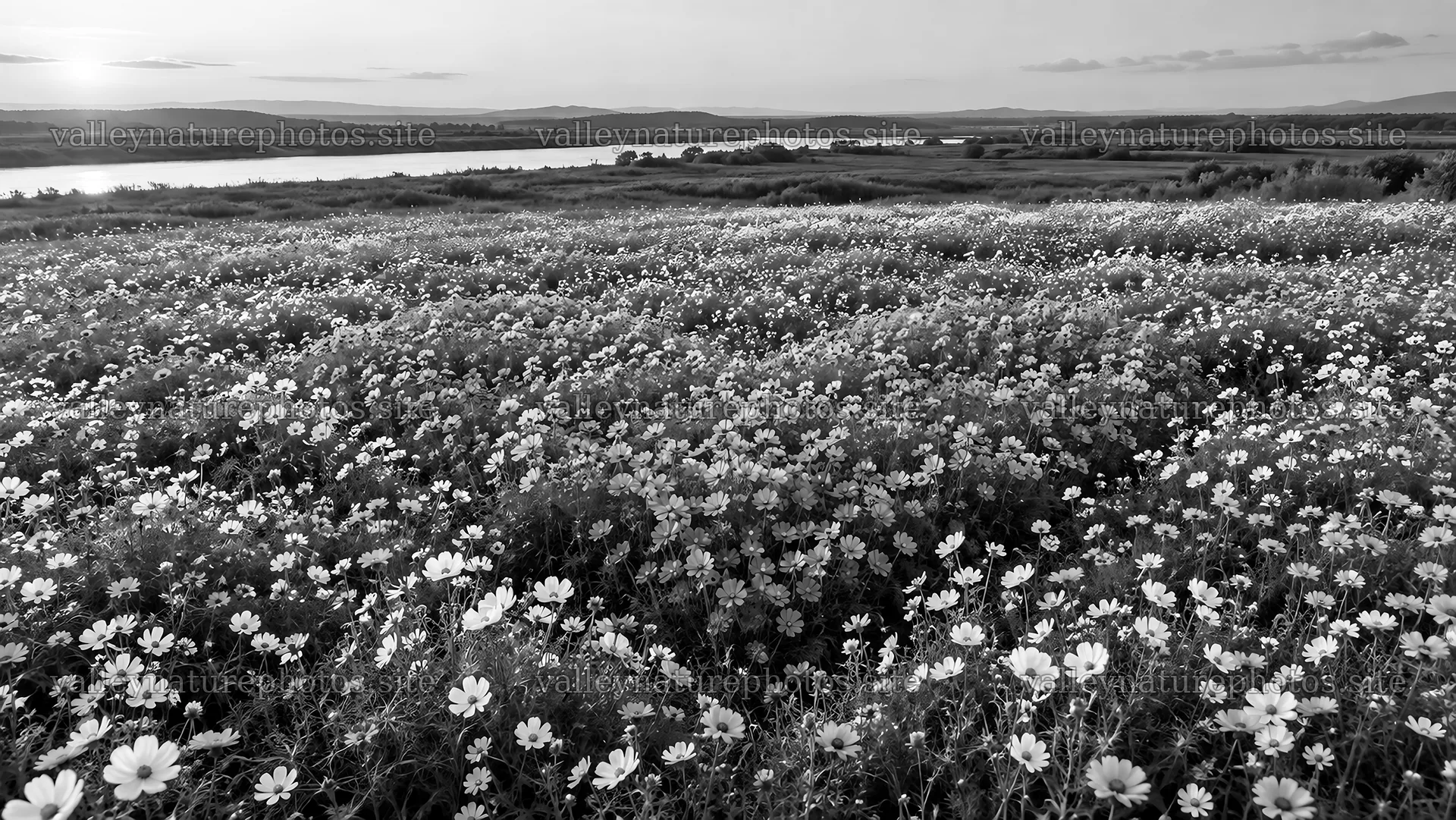 Monochrome Wildflower Meadow Beside a River – nature photography 10324x5812