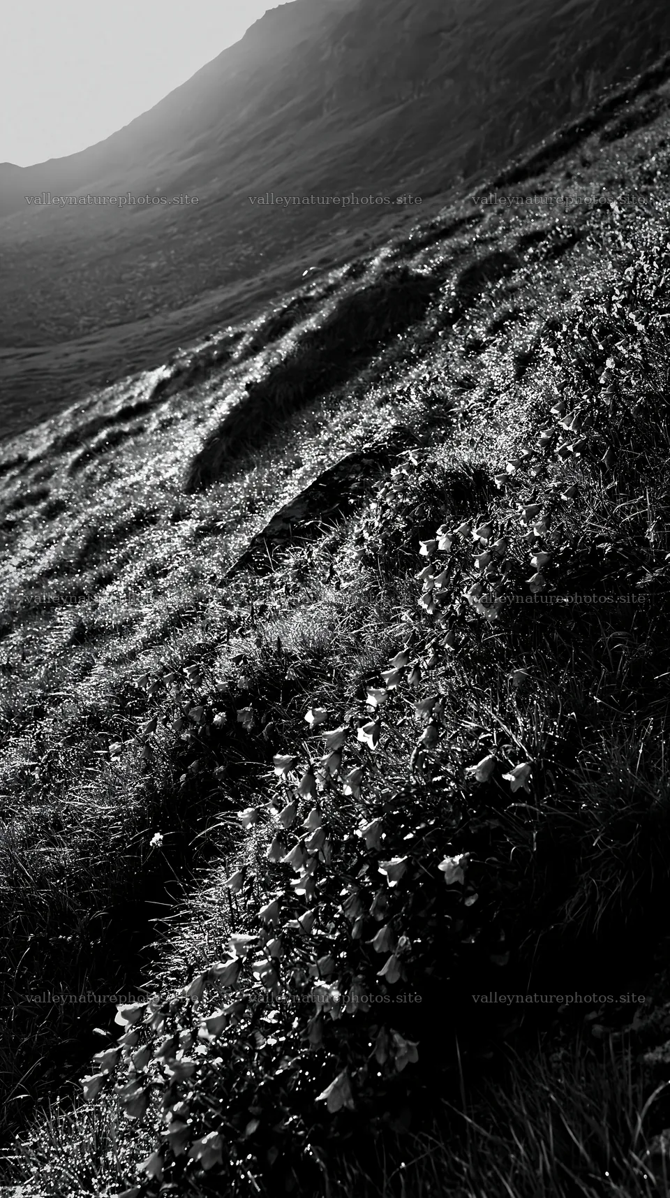 Dewy meadow under morning light – nature photography 5938x10608
