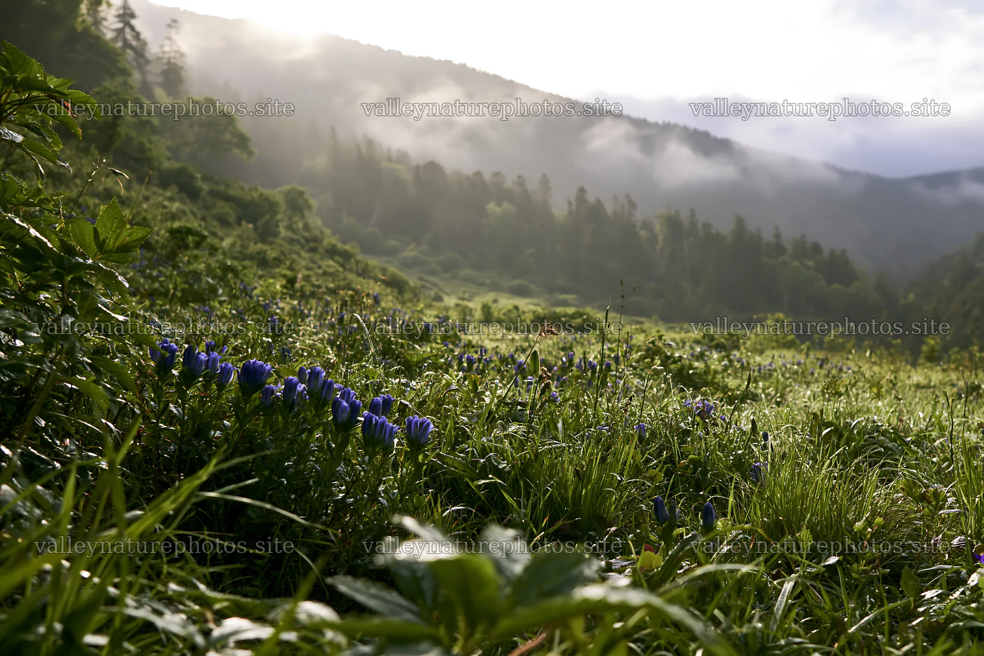 Misty forest meadow with flowers and distant hills – nature photography 9722x6480