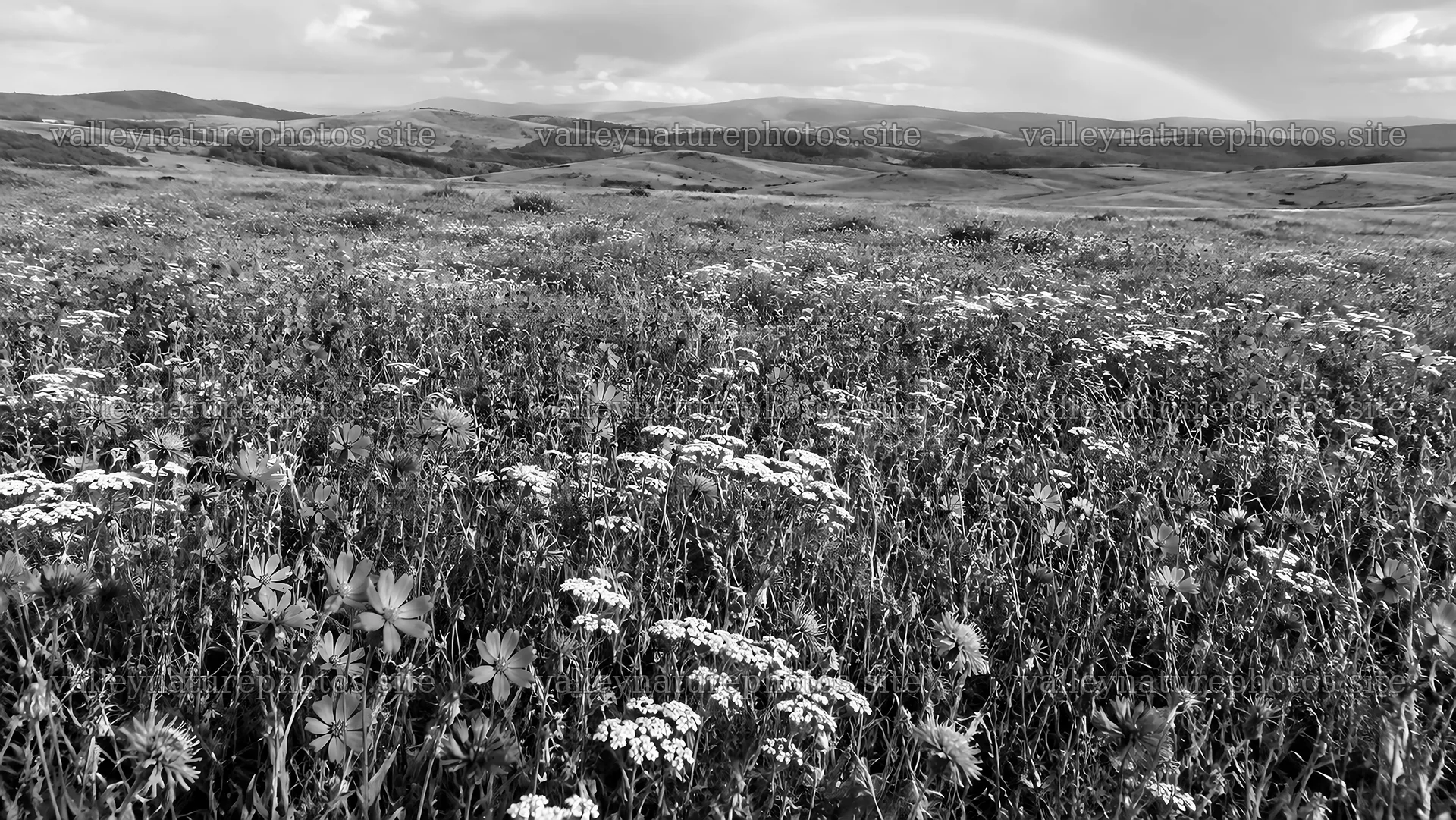 Black-and-White Wildflower Meadow and Rolling Hills – nature photography 10324x5812