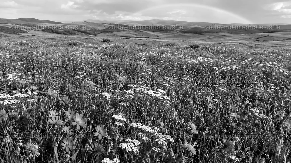 Black-and-White Wildflower Meadow and Rolling Hills – nature photography 10324x5812
