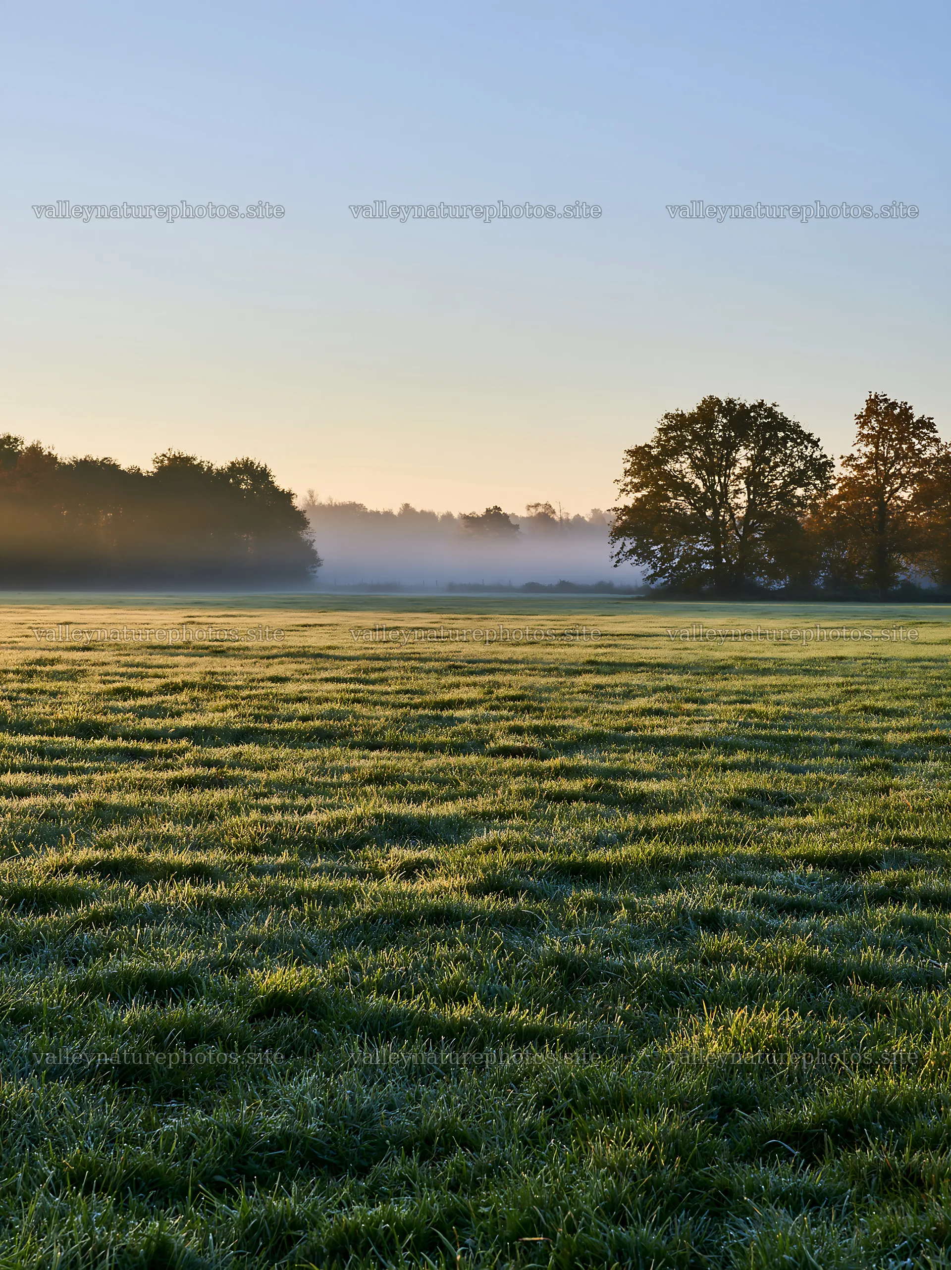 Frosty meadow at sunrise with trees in the background – nature photography 6866x9174