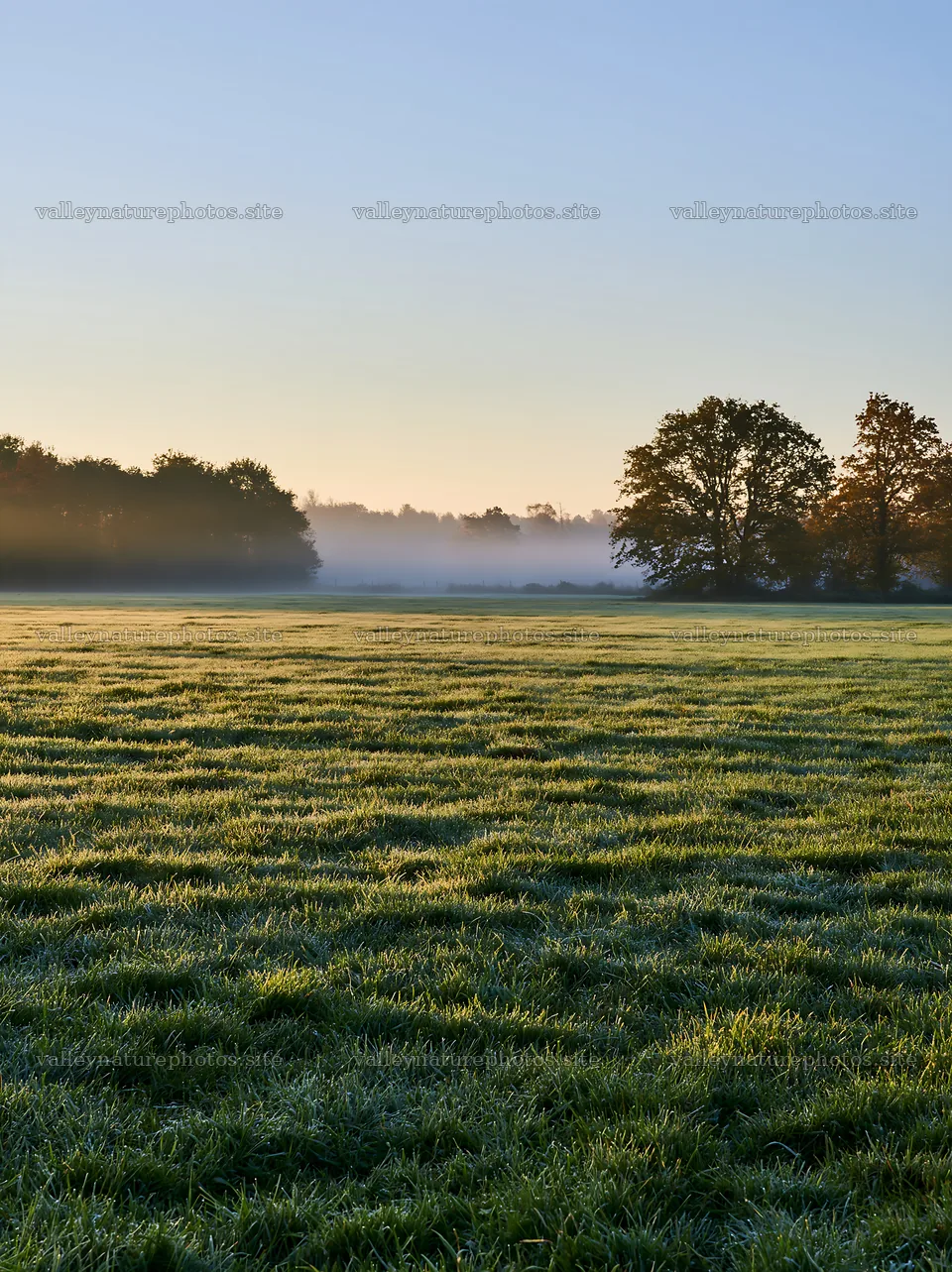 Frosty meadow at sunrise with trees in the background – nature photography 6866x9174