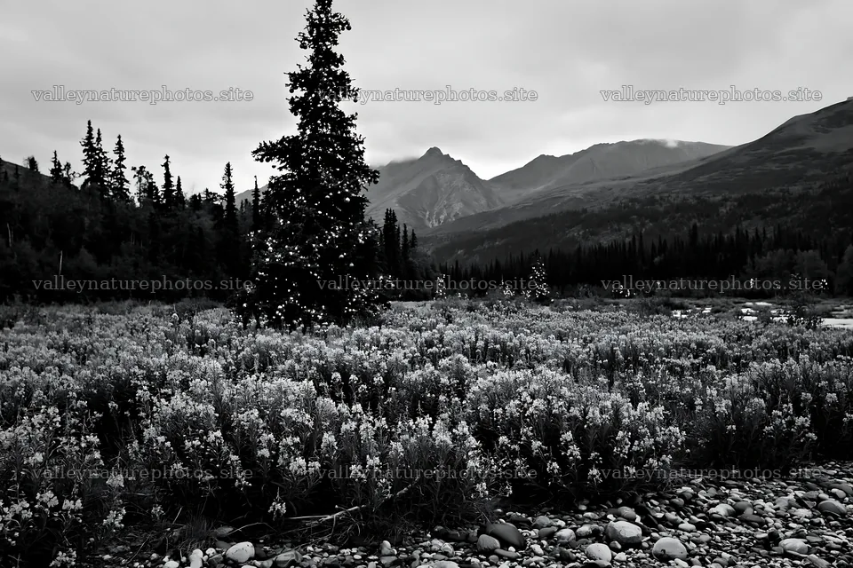 Wide Christmas meadow with flowers and fairy lights at dusk – nature photography 9722x6480