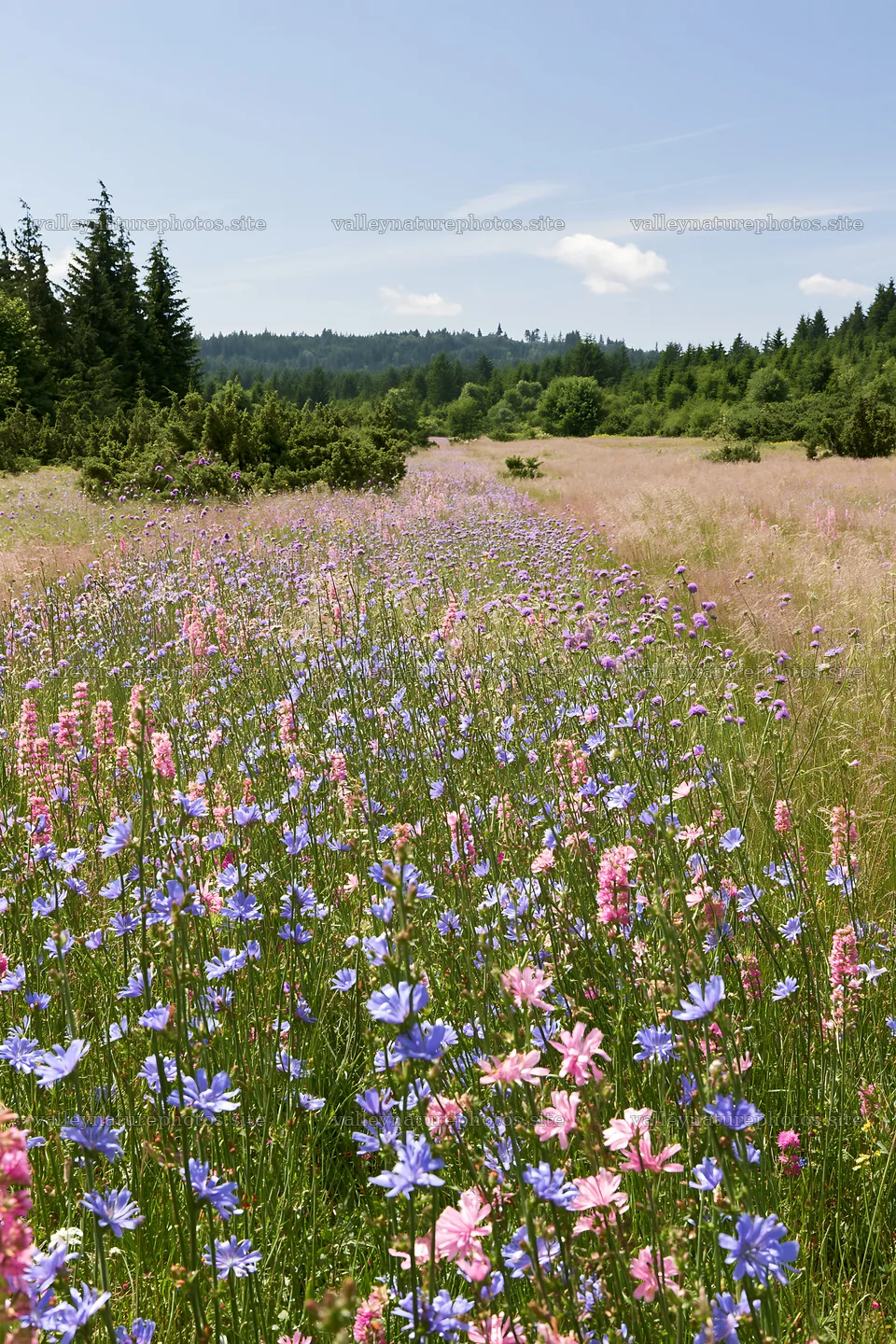 Sainfoin and chicory flowers in a meadow landscape – nature photography 6480x9722