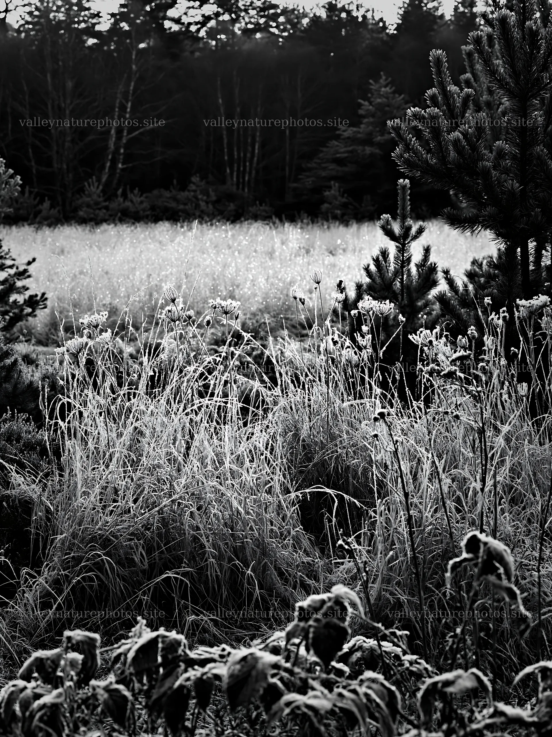 Pine forest meadow with tall grass and wild plants – nature photography 6866x9174