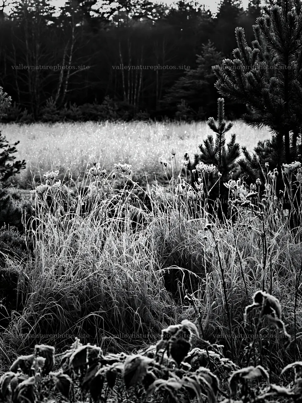 Pine forest meadow with tall grass and wild plants – nature photography 6866x9174