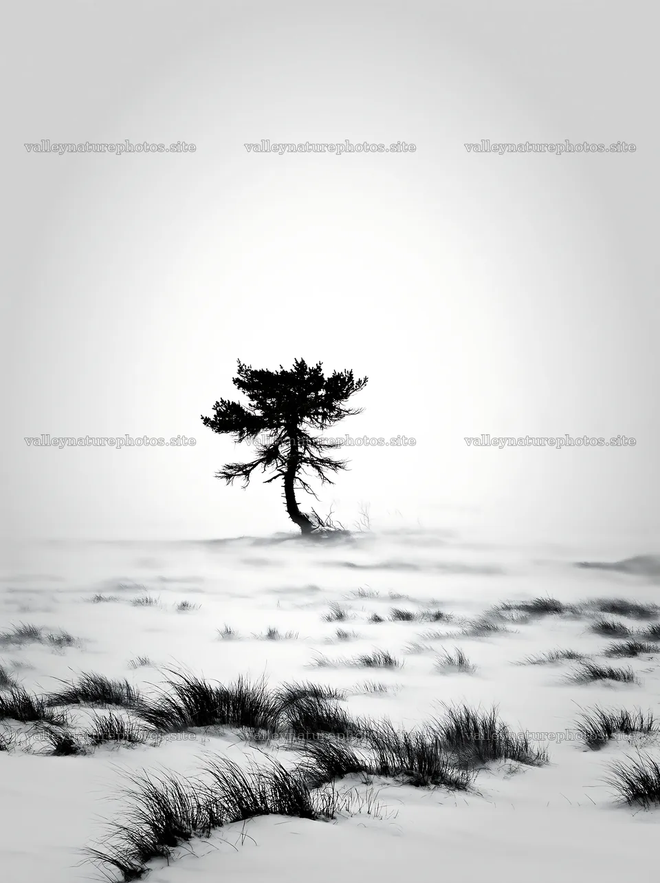Snowbound meadow with a lone tree in winter – nature photography 6866x9174