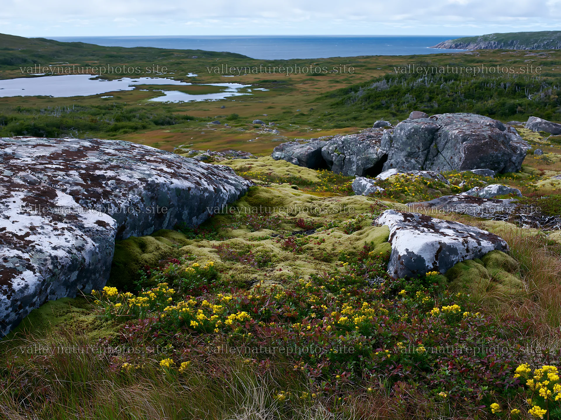 Mossy boulders in a meadow by the coast with a distant ocean view – nature photography 9174x6866