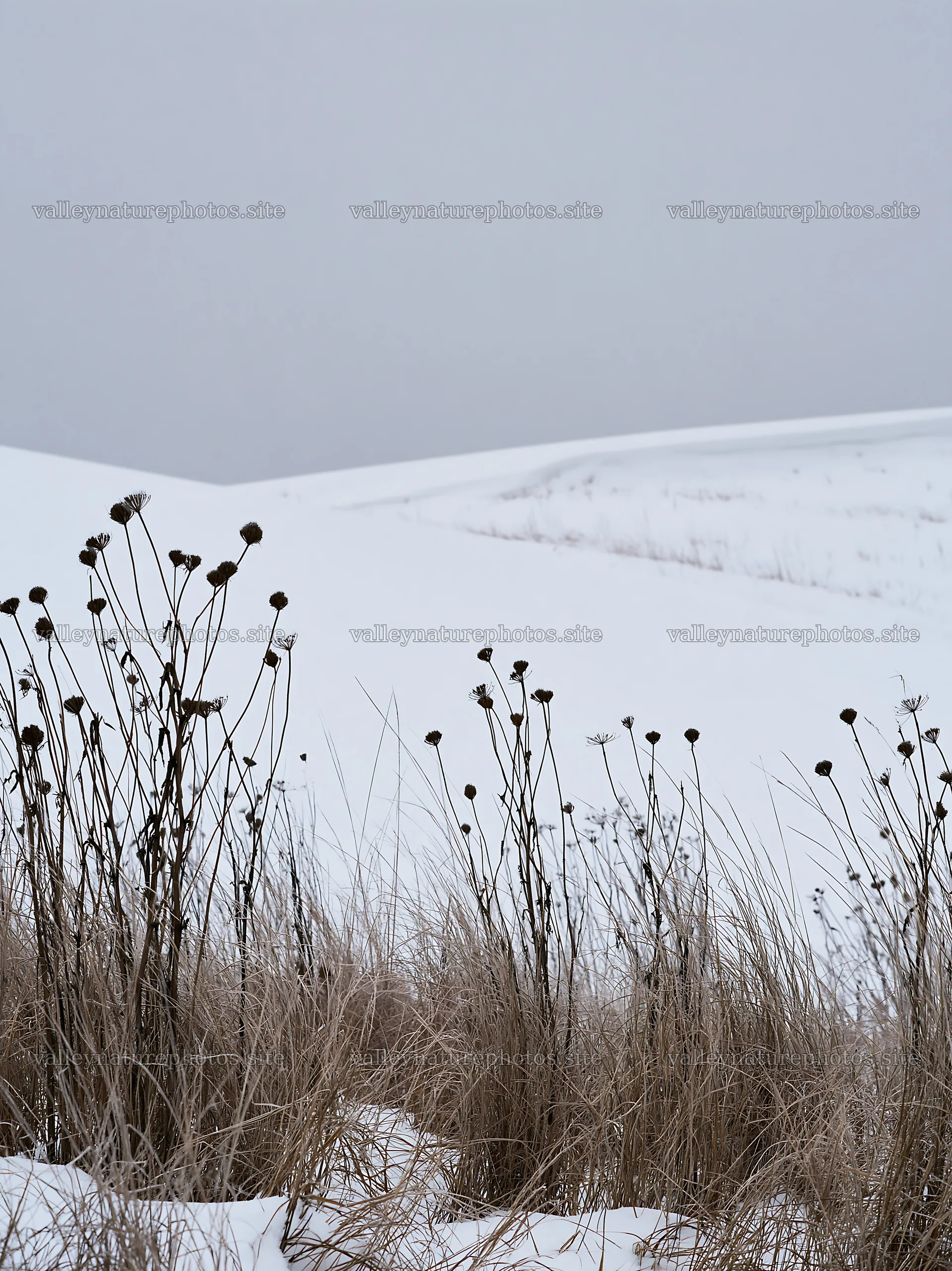 Snowy highland meadow with dry grass and flowers in winter – nature photography 6866x9174