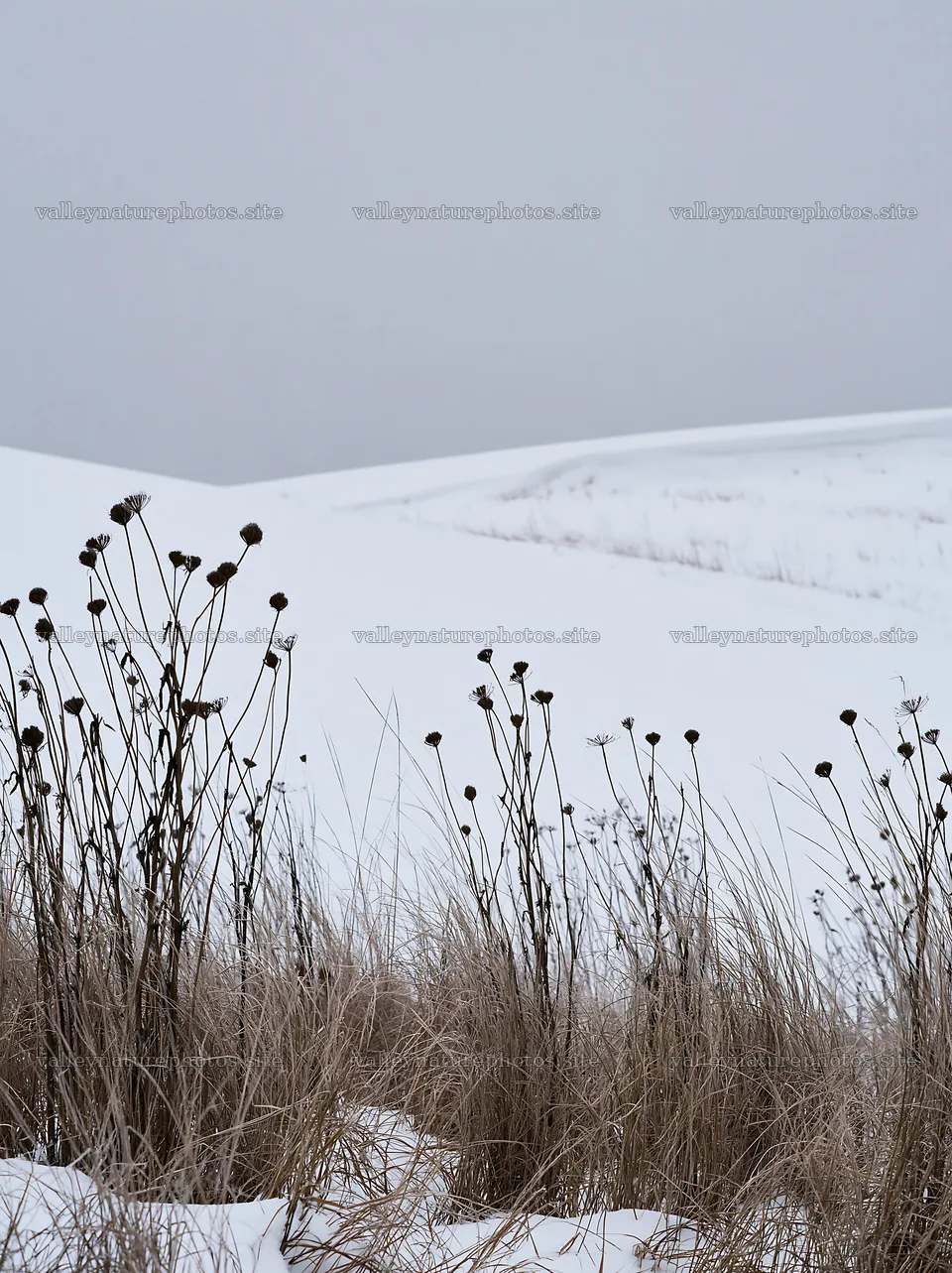 Snowy highland meadow with dry grass and flowers in winter – nature photography 6866x9174