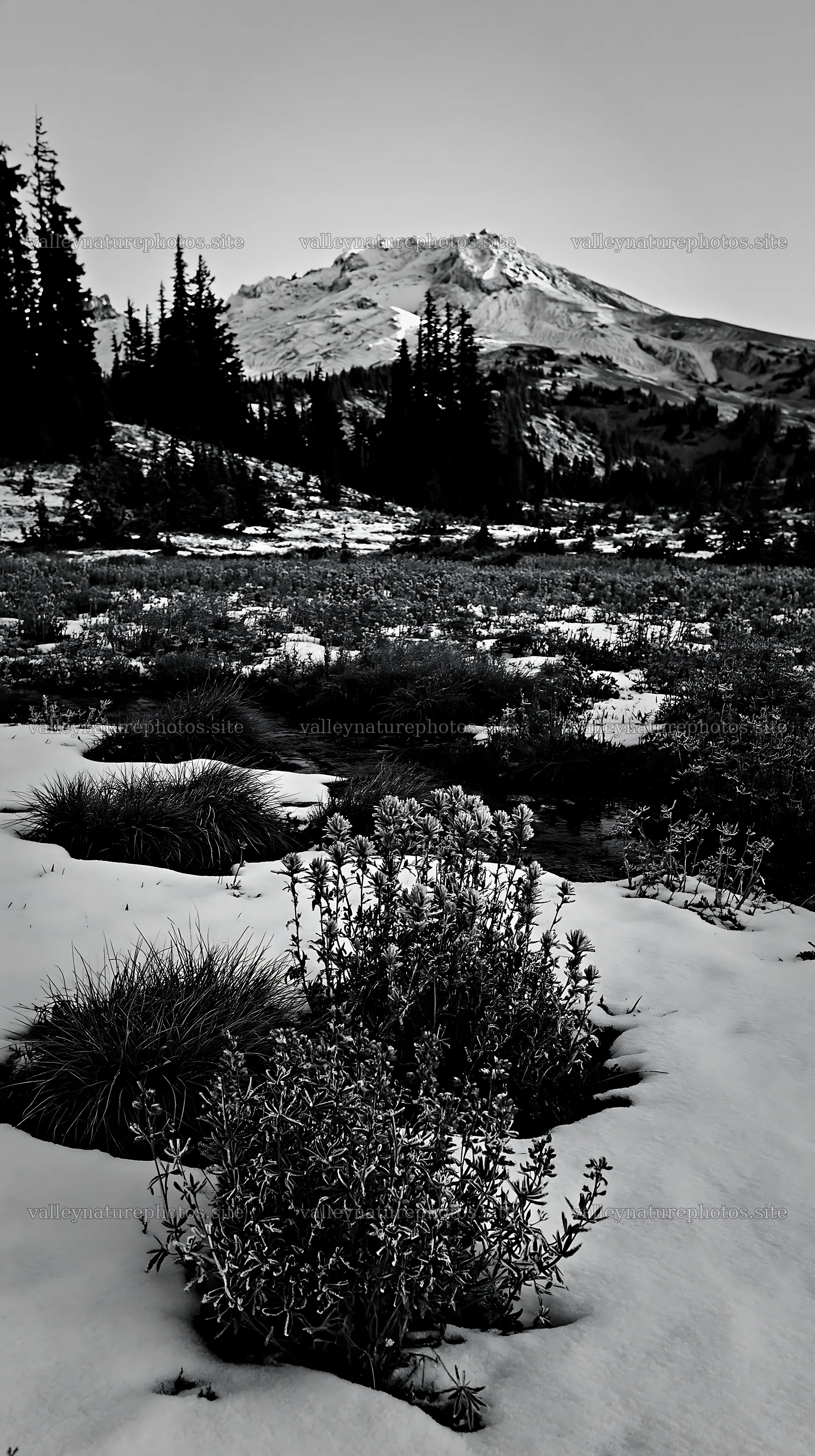 Snowbound meadow with distant mountains and trees – nature photography 5938x10608