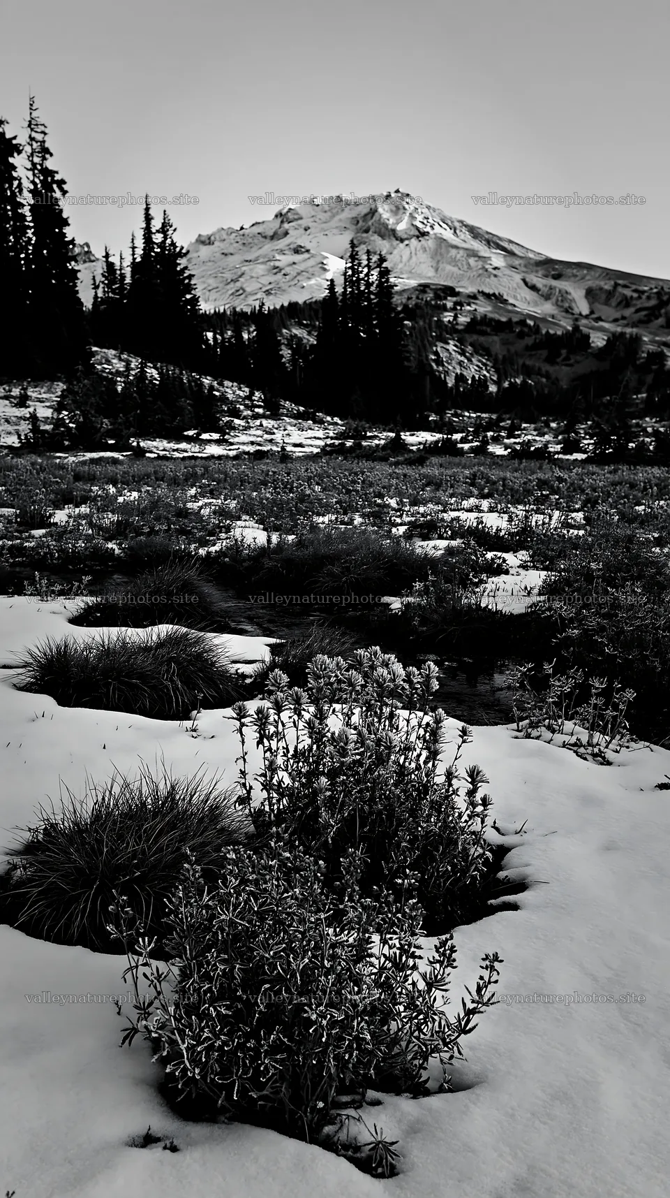 Snowbound meadow with distant mountains and trees – nature photography 5938x10608