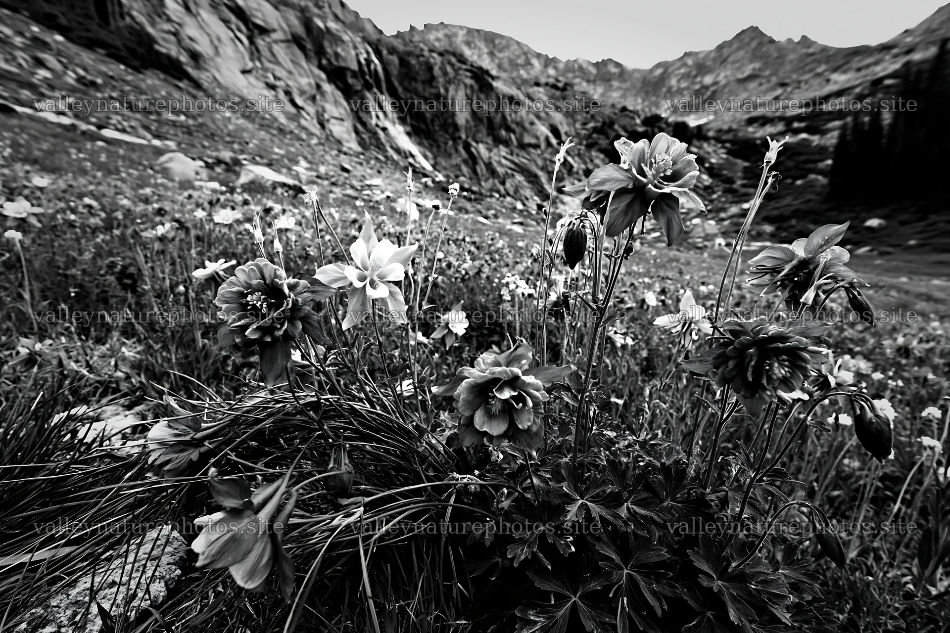 Mountain flower meadow with rocky backdrop – nature photography 9722x6480