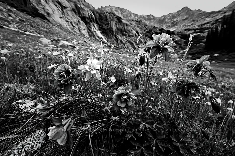 Mountain flower meadow with rocky backdrop – nature photography 9722x6480