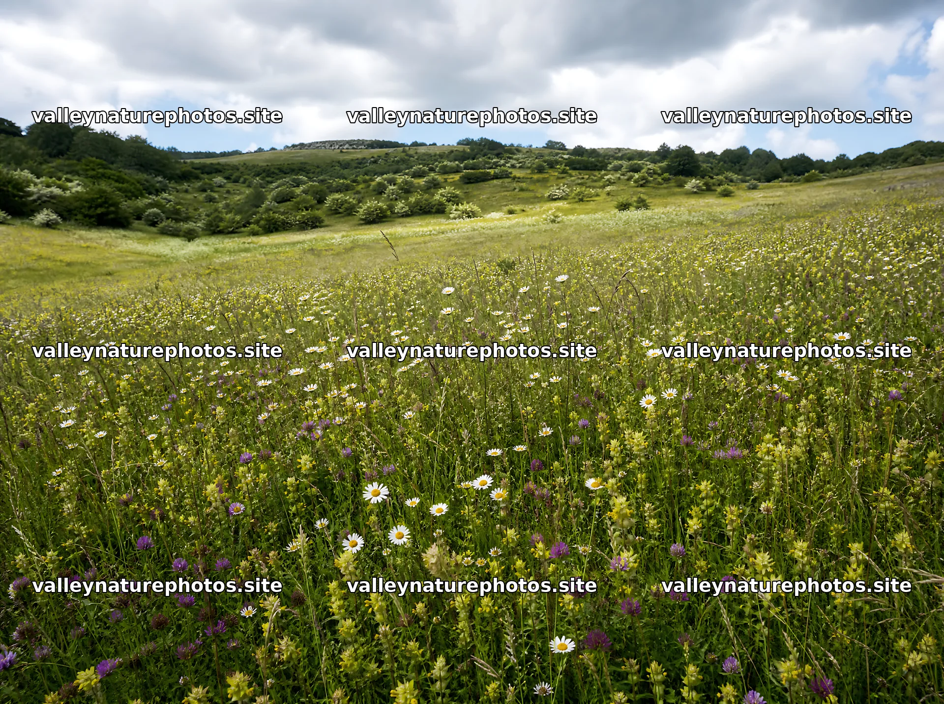 Rewilded meadow with flowers under a cloudy sky – nature photography 9186x6858