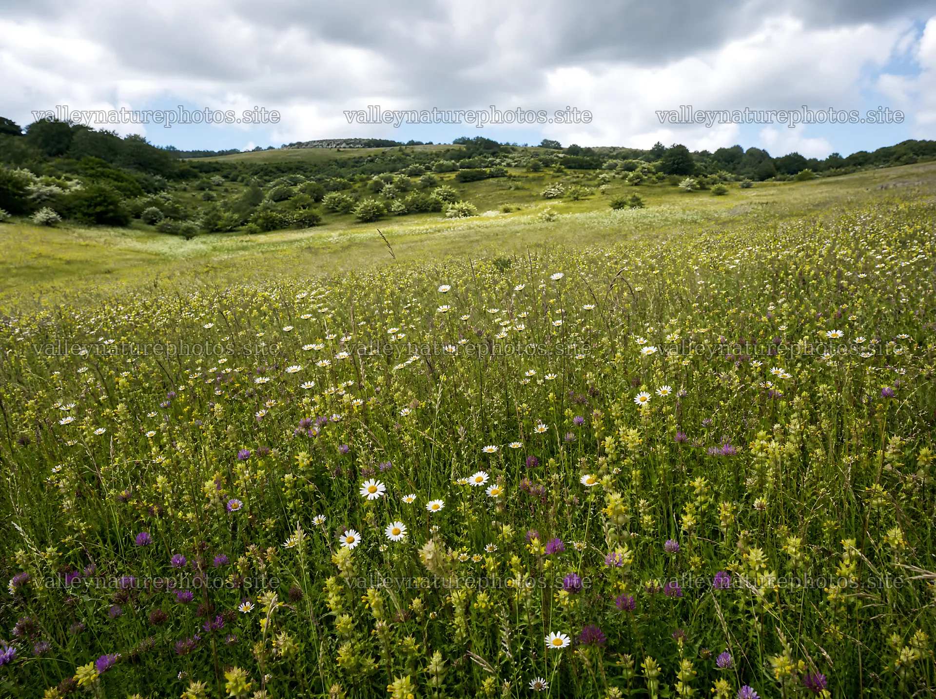 Rewilded meadow with flowers under a cloudy sky – nature photography 9186x6858