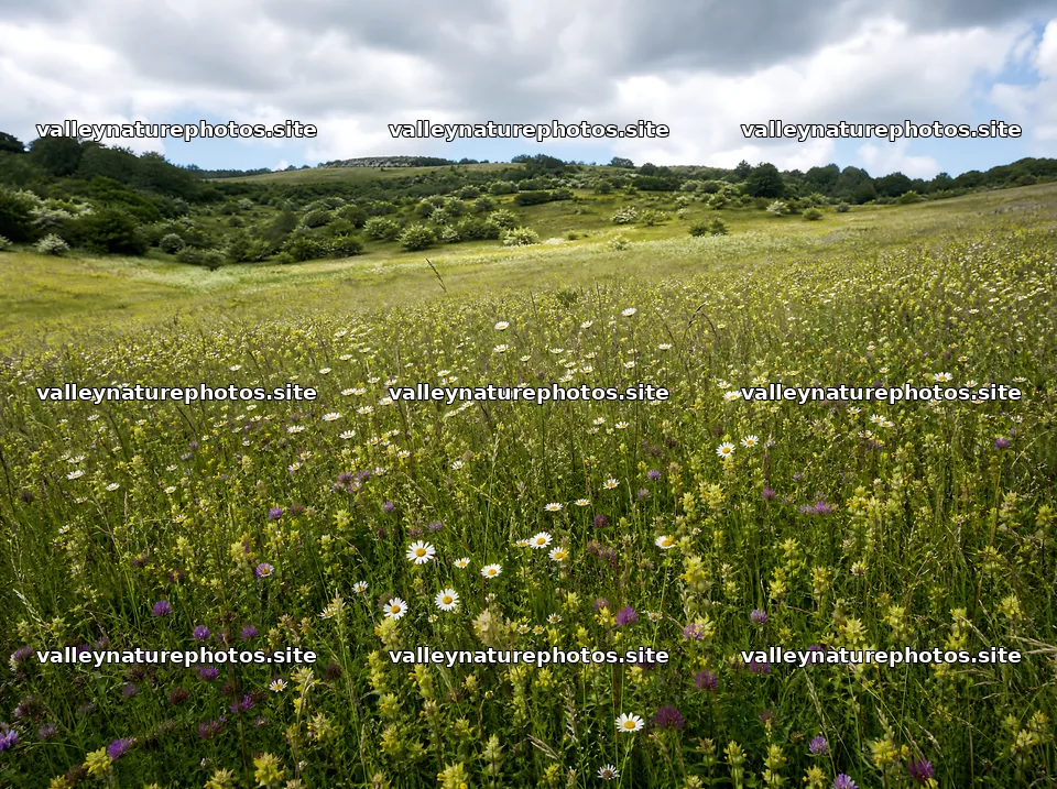 Rewilded meadow with flowers under a cloudy sky – nature photography 9186x6858