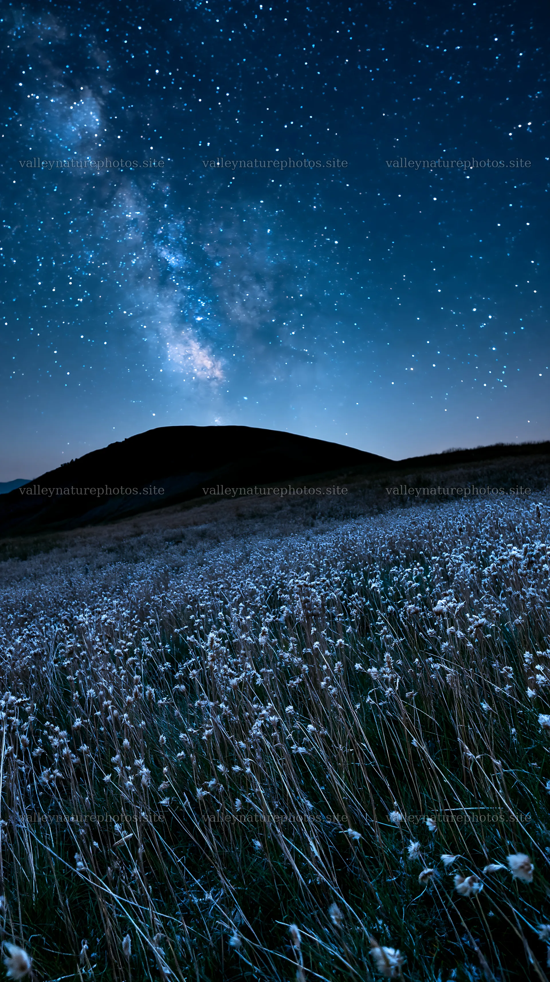 Meadow with seedheads under a starry night sky – nature photography 5938x10608
