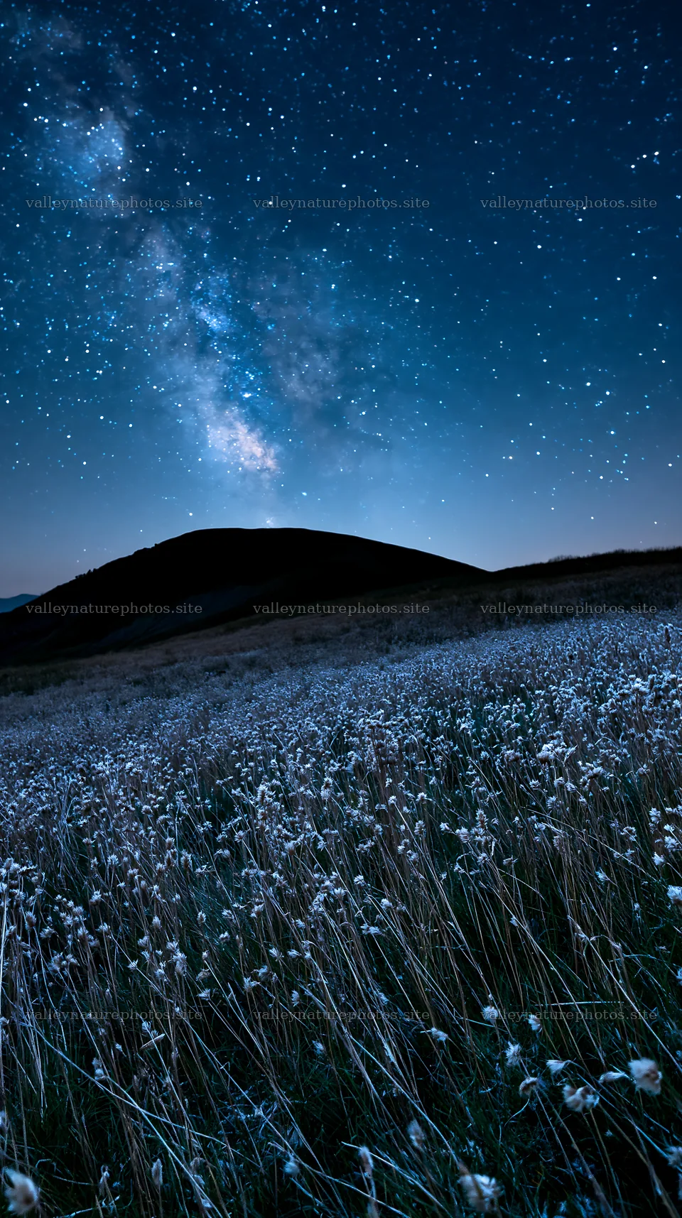 Meadow with seedheads under a starry night sky – nature photography 5938x10608