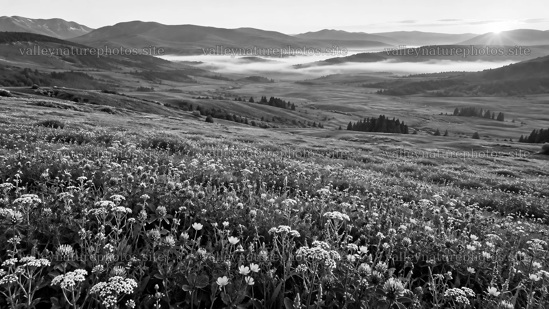 Black and White Flower Meadow in Morning Mist – nature photography 10324x5812