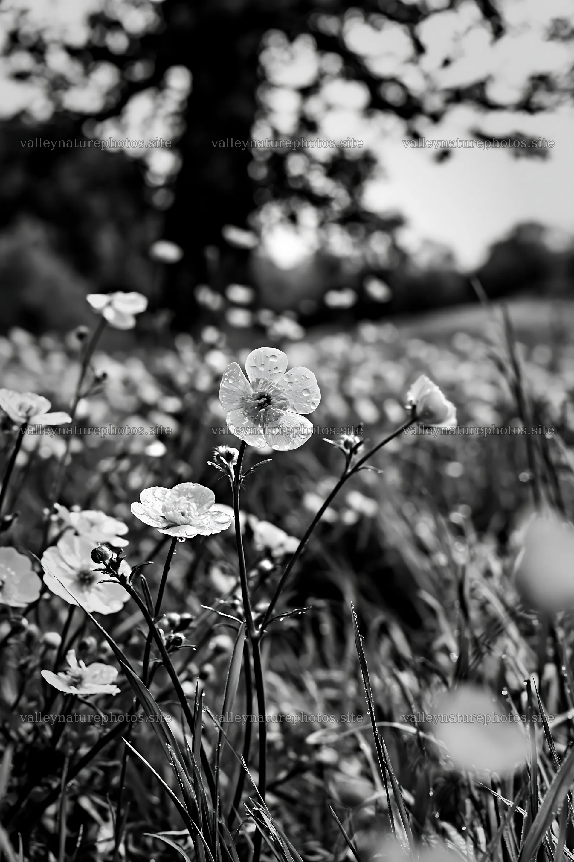 Buttercup meadow filled with flowers in natural light – nature photography 6480x9722