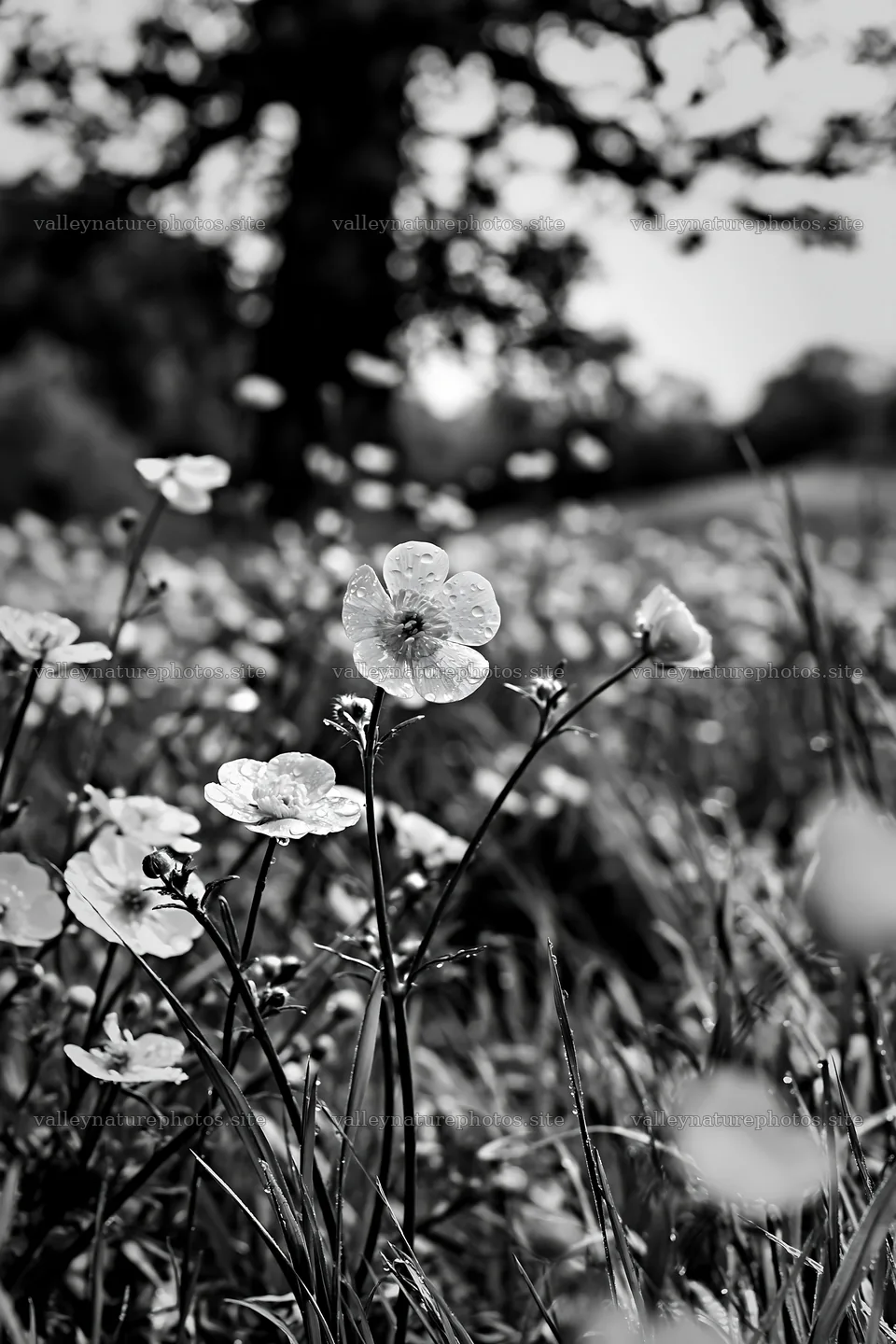 Buttercup meadow filled with flowers in natural light – nature photography 6480x9722