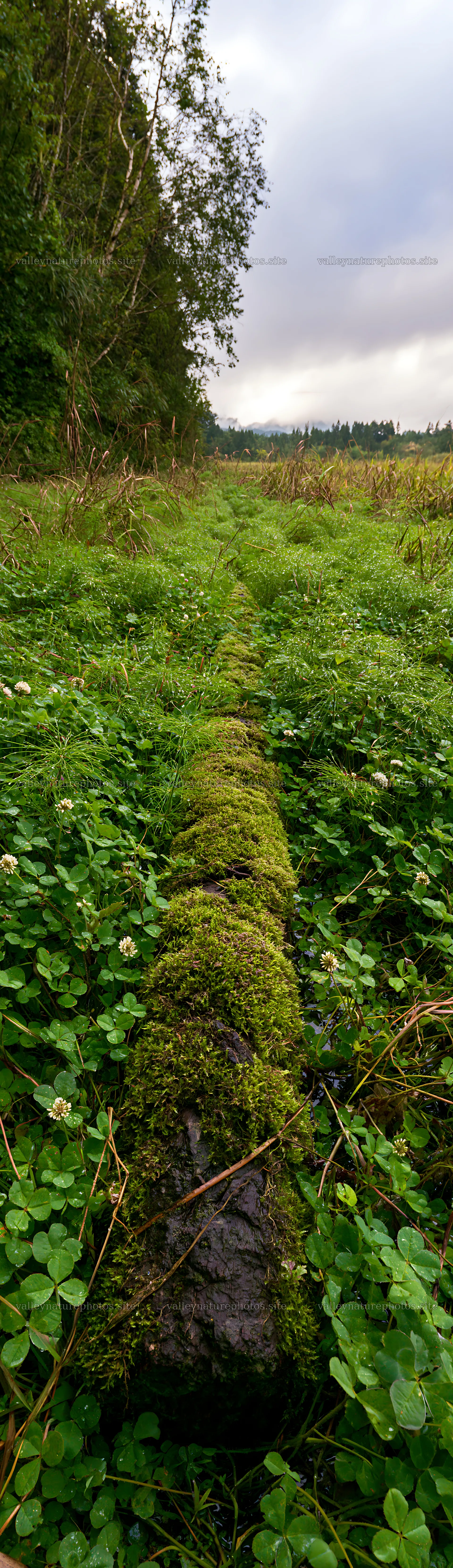 Gifu low carbon meadow mossy log in a green landscape – nature photography 4268x14762